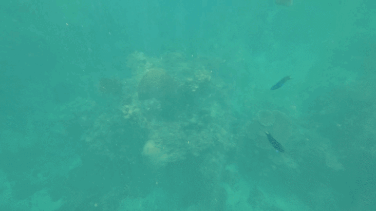 푸켓 스노클링, 피피섬 마야섬 몽키 비치 카이섬 투어 리뷰 코스 가격