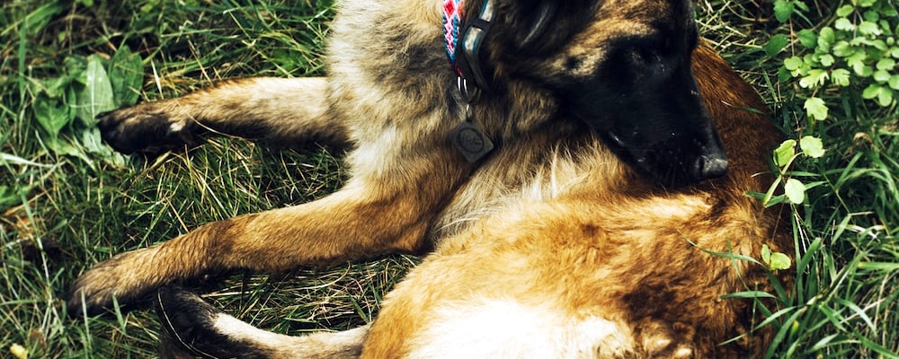 강아지 발바닥 핥기 2