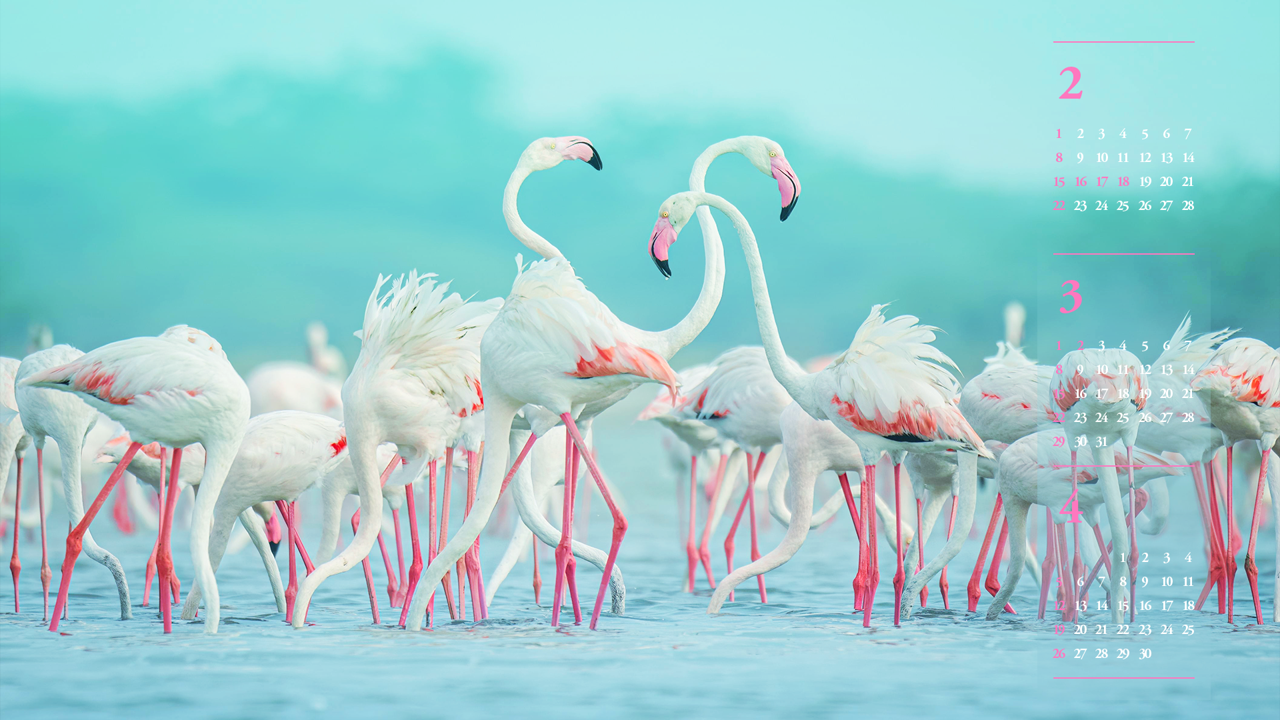 07 물 마시는 플라밍고 무리 B - 2026년3월 달력배경화면