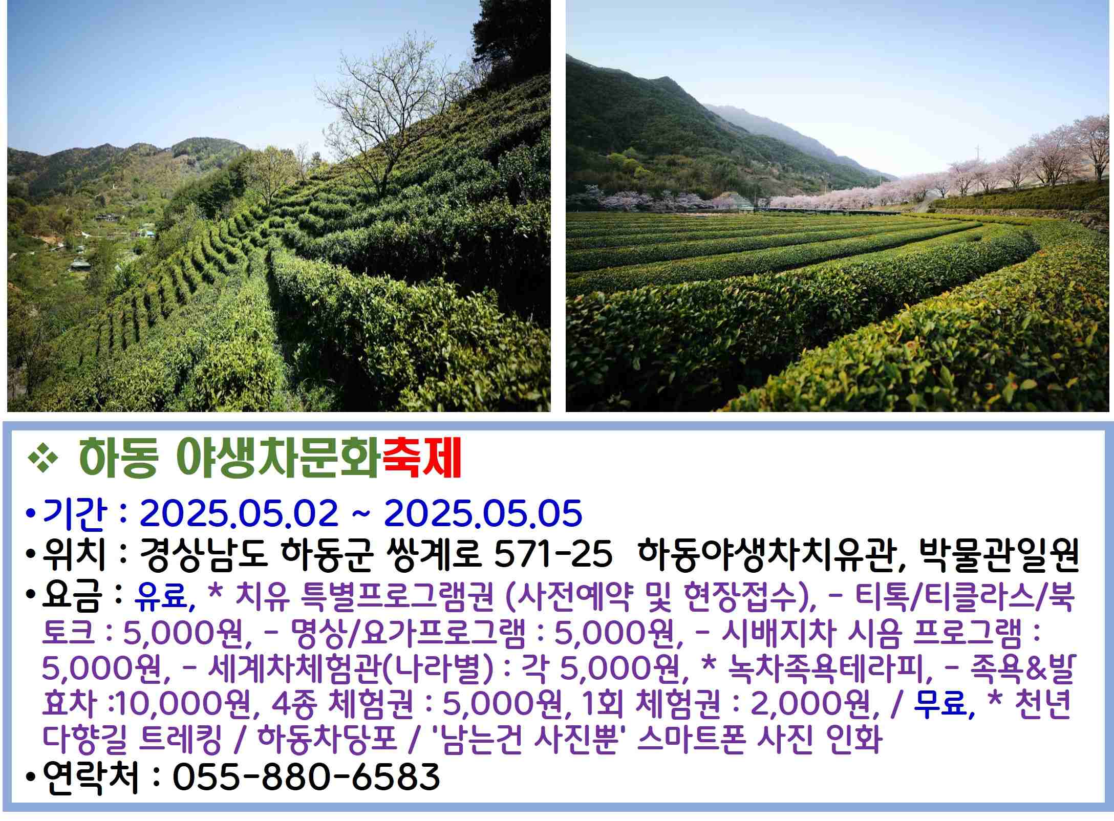 하동 야생차문화축제