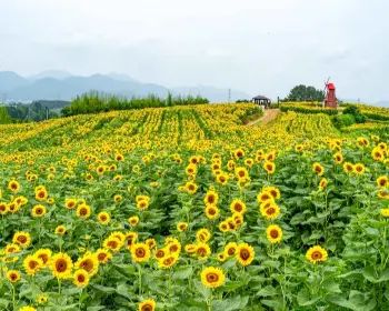 강주 해바라기 축제_15