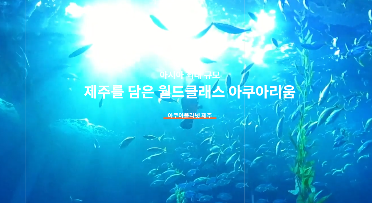 아쿠아플라넷 제주 메인 수조 전경과 다양한 해양생물들