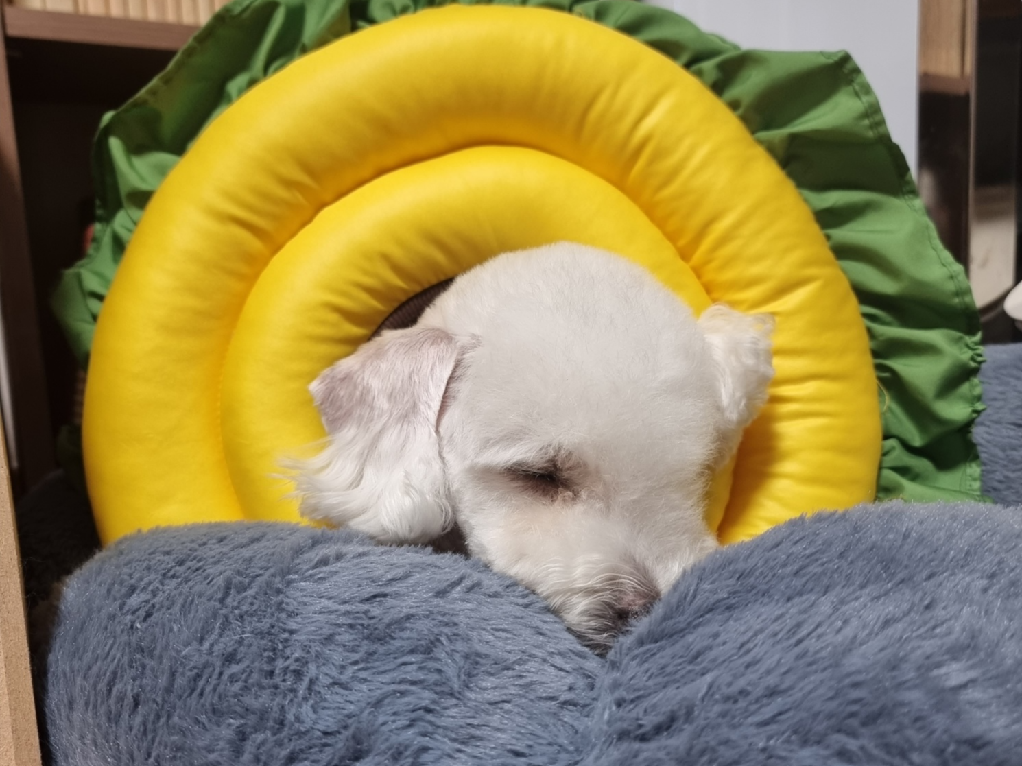 넥카라를 한 강아지