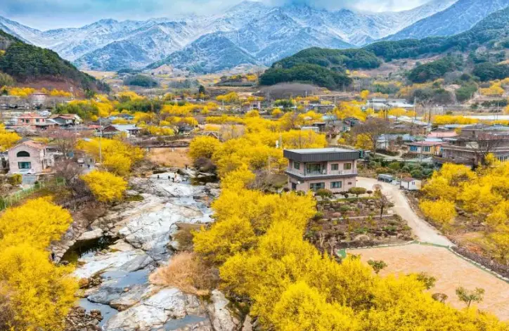 구례-산수유마을