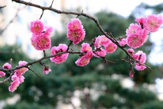 전남 광양 구례 매화마을 매화축제 안내 