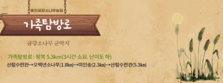 울진 금강송 소나무숲길