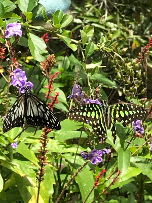 보홀 여행 추천 칸올린 나비 보호구역
