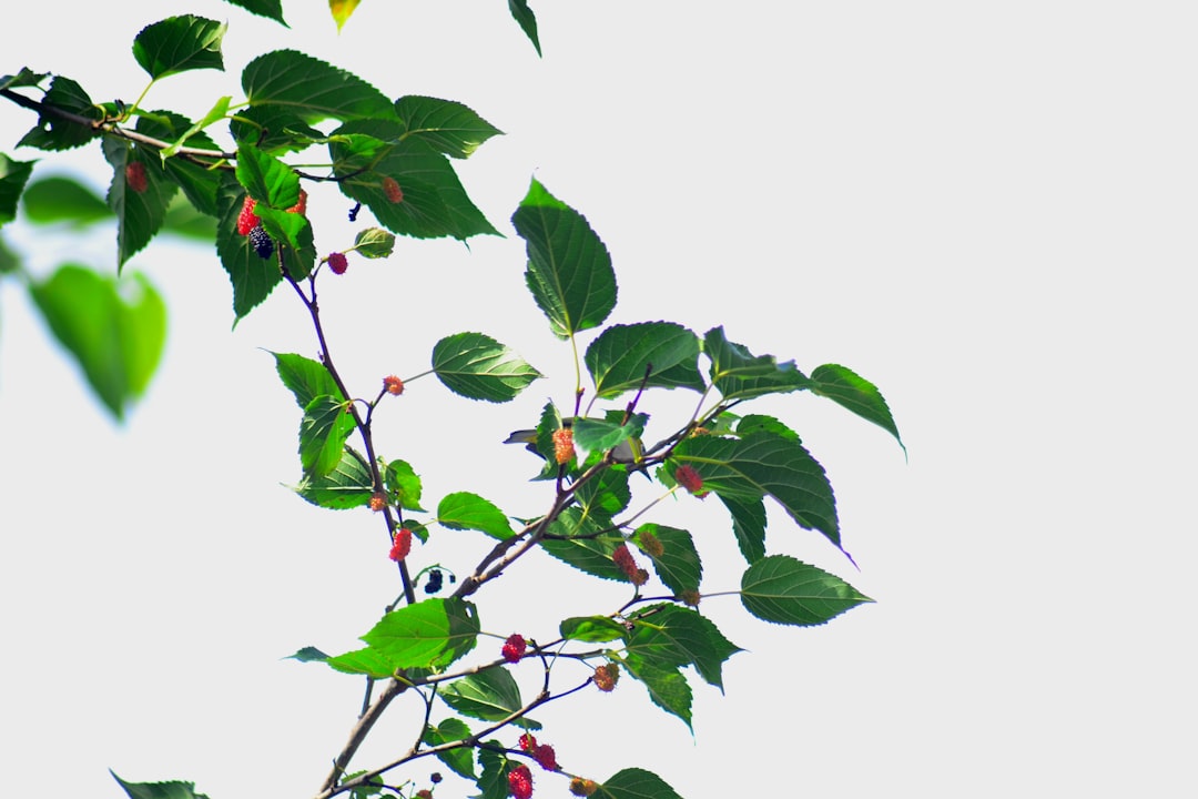 Mulberry