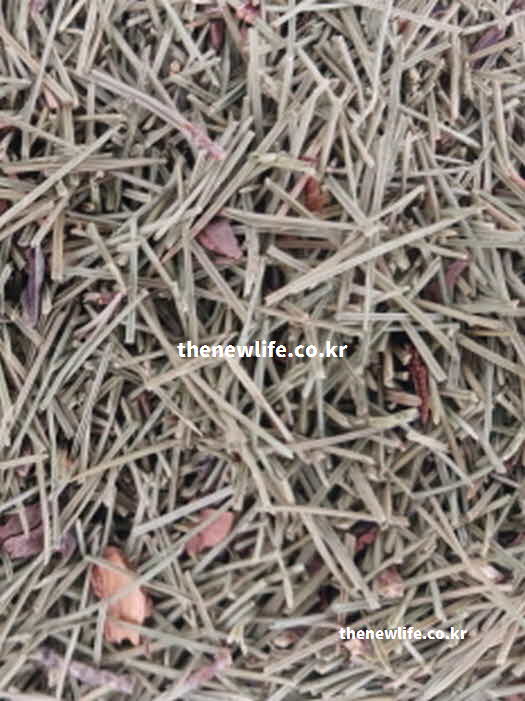 솔잎 효능 영양성분 비타민C 베타카로틴