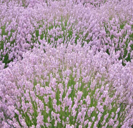 유럽 정원 라벤더