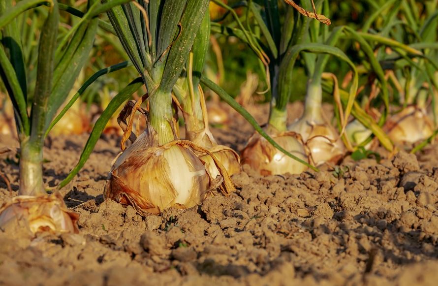 밭에서 자라고 있는 양파