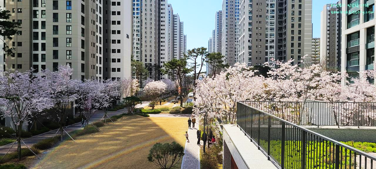 송파헬리오시티벚꽃산책로