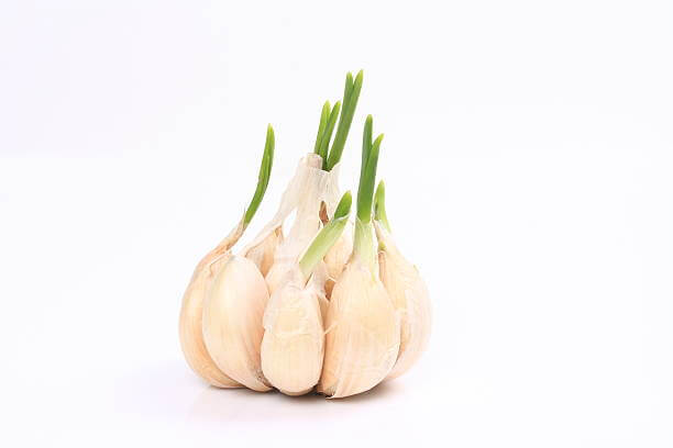 마늘쫑 효능&amp;#44; 나오는 시기와 부작용에 대해 알아봤습니다. 마늘쫑은 그 풍부한 영양소와 미생물을 통해 건강에 많은 이점을 제공하는 것으로 알려져 있으며&amp;#44; 신뢰할 수 있는 연구들이 그 효능을 뒷받침하고 있습니다. 어떤 효능이 있는지 참고해주세요!