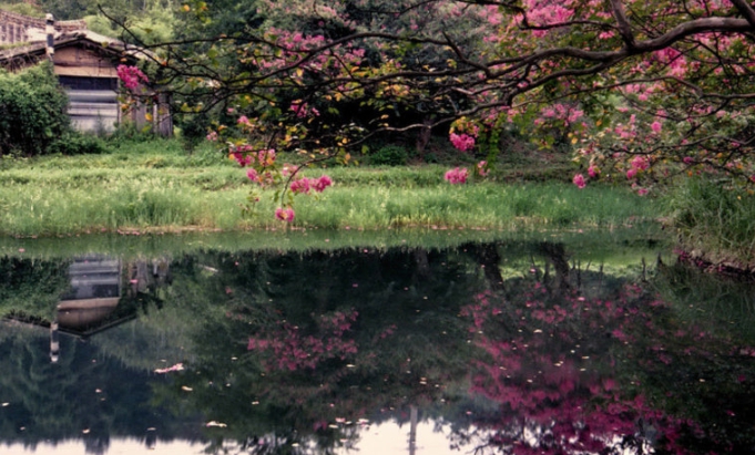 메타세쿼이아 길 & 명옥헌