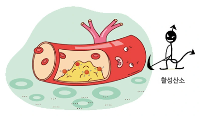 혈관과 활성산소를 나타내는 그림