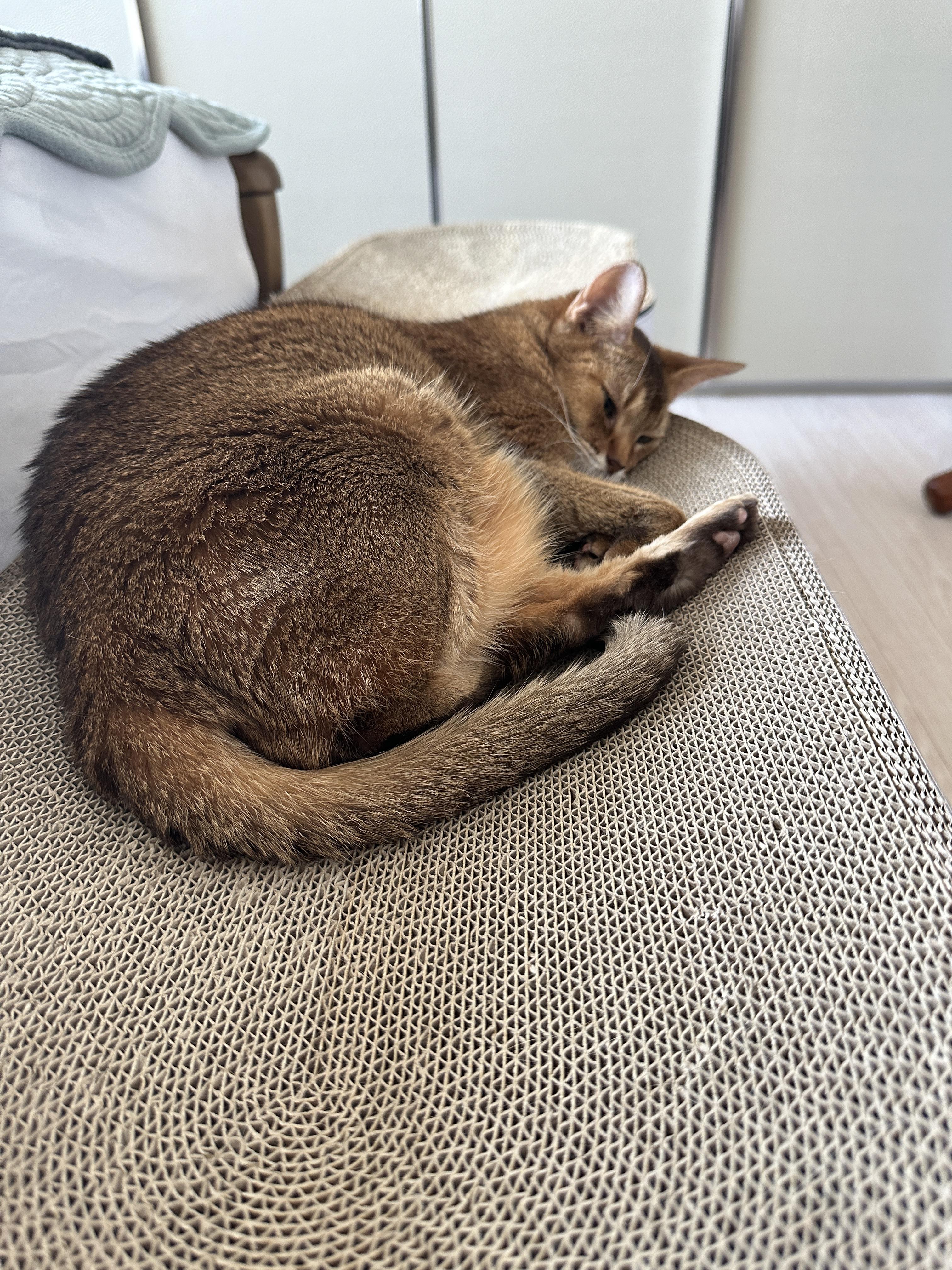 새_스크래쳐_위에서_잠을_청하는_루디