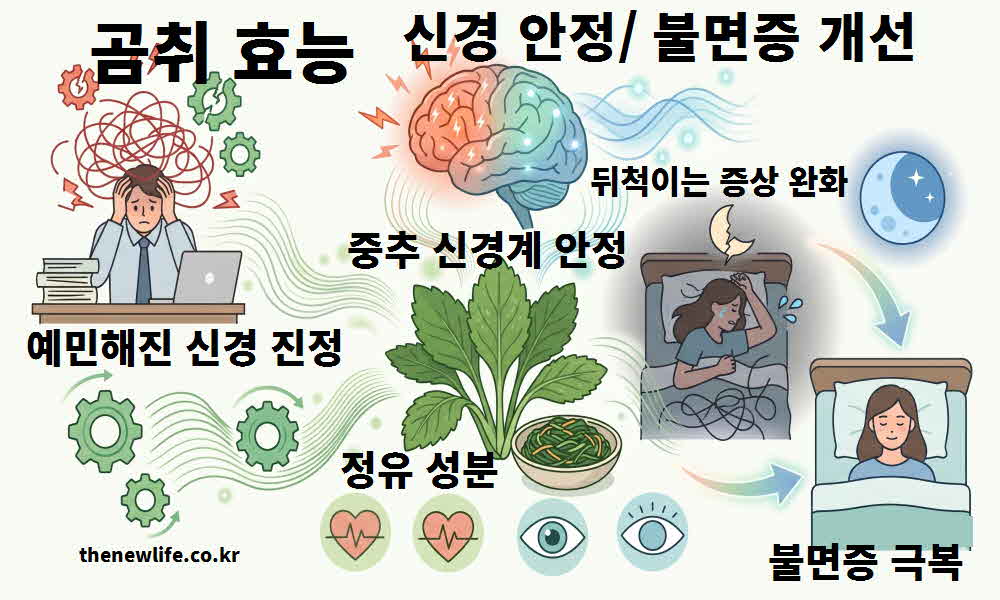 곰취 효능 신경 안정 불면증 개선
