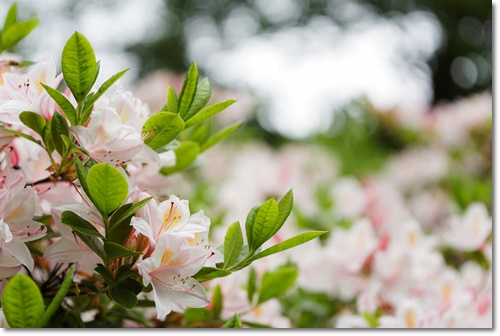 세종시 베어트리파크 입장료 할인 봄꽃 축제 가는길