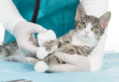 붕대를 감은 고양이.