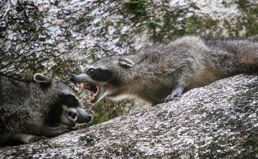 Dispute
