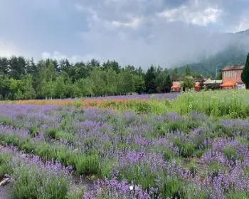고성 라벤더 축제 하늬 라벤더 팜_5