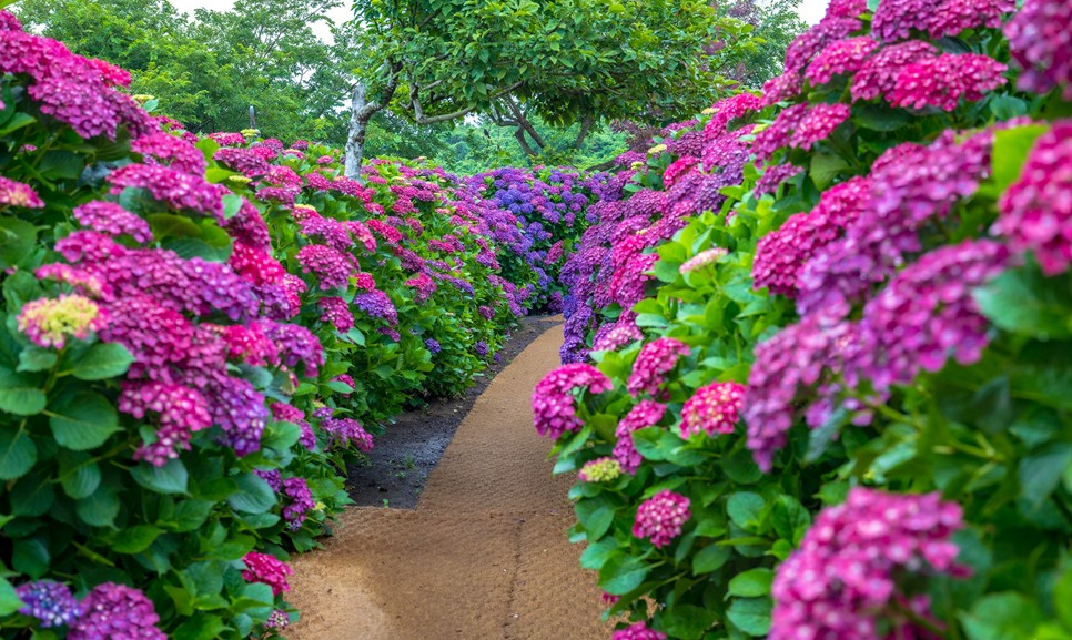 제주 마노르블랑 수국축제