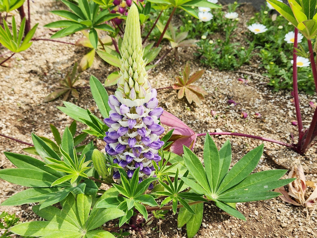 루피너스 Lupinus