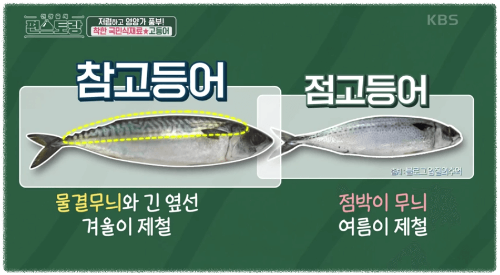 참고증어-점고등어-이미지