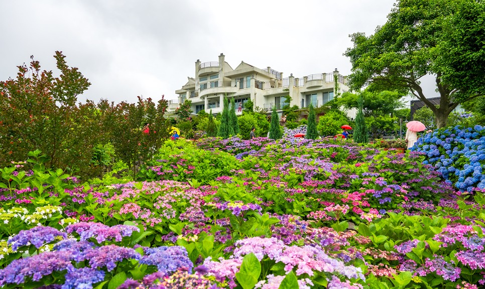 제주 마노르블랑 수국축제