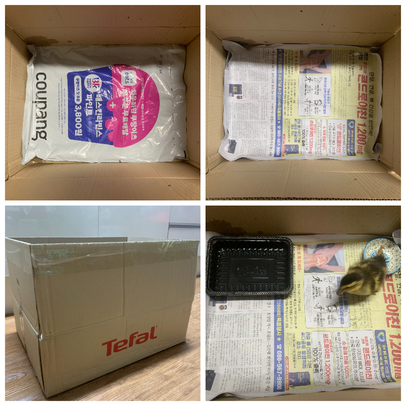 종이 상자 오리 집