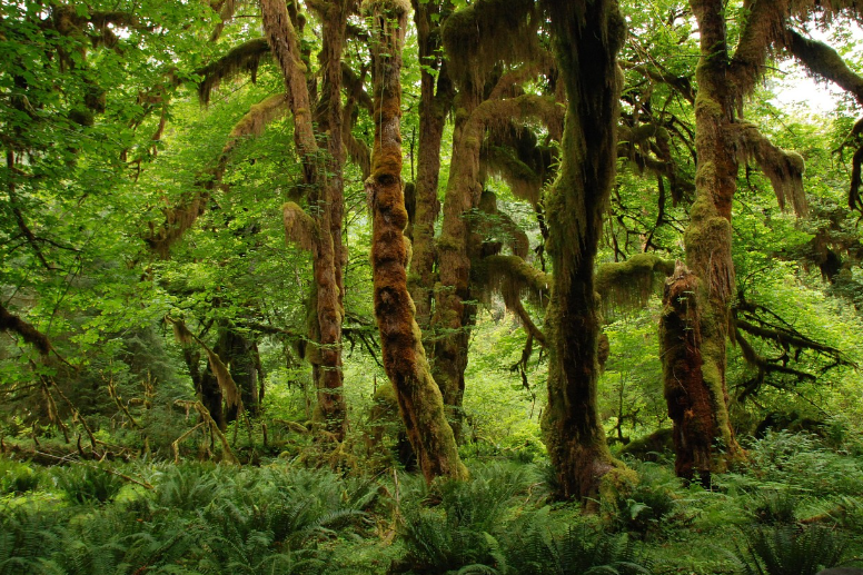 식물의 생존 전략: 열대우림부터 사막까지