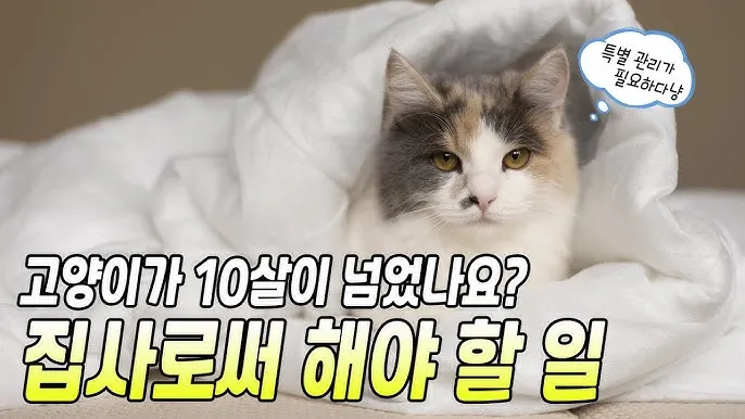  노령묘 질병 습식 사료_6