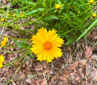 함안 악양생태공원 금계국 개화 시기와 사진 촬영 팁_19