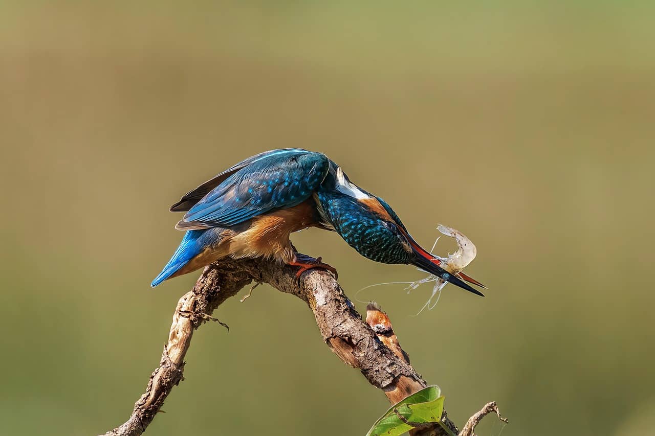 오메가3 비교 오메가vs식물성오메가vs크릴오일 알고 섭취하기