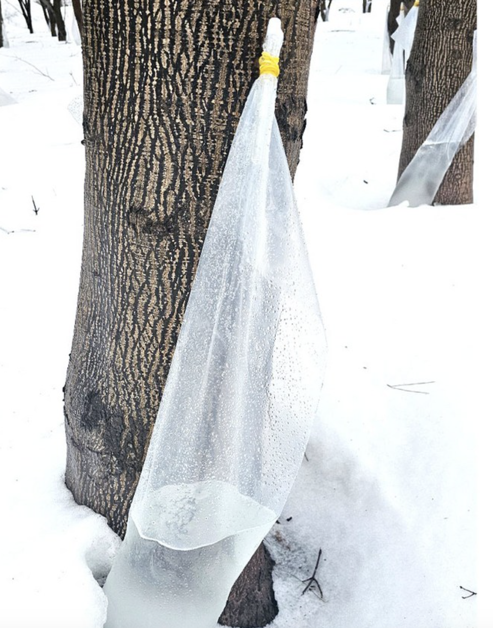 고로쇠물 효능, 고로쇠물 부작용, 고로쇠물 먹는 법, 고로쇠물 보관법, 고로쇠물 혈당, 고로쇠물 다이어트, 고로쇠물 위장 장애, 고로쇠물 면역력, 고로쇠물 숙취 해소, 고로쇠물 뼈 건강