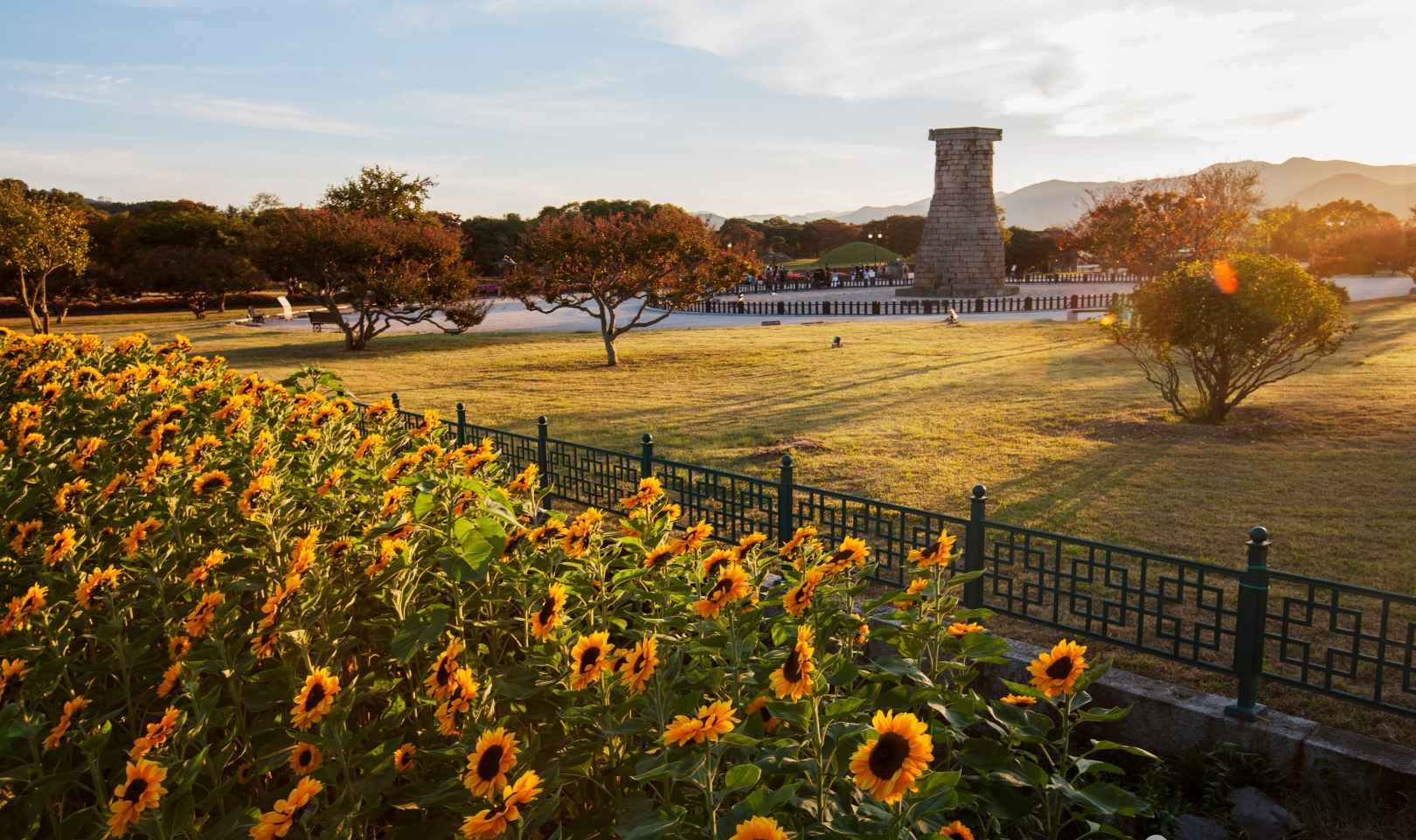 경주 첨성대 해바라기