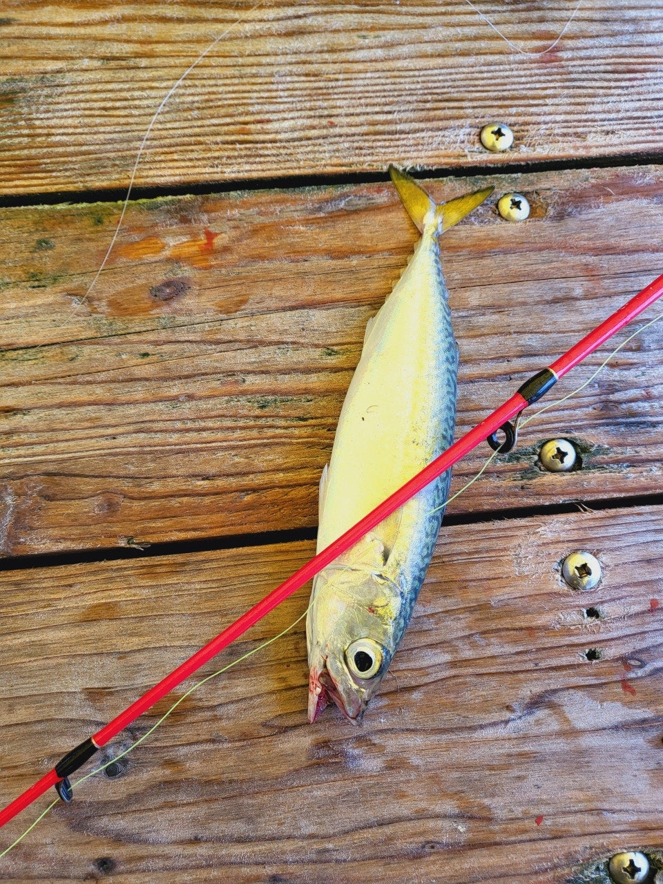 서해가볼만한곳 당진 서산 고려호 좌대 낚시 쇼핑몰 낚시대 없이 이용 가능 아이와가볼만한곳 충남가볼만한곳 아이랑갈만한곳 이색데이트 대한민국구석구석 물때표