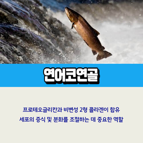 연어코연골_추출물
