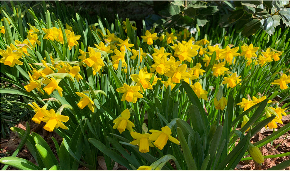 천리포 수목원 목련축제