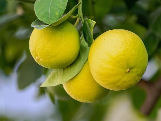 유기농 인증 레몬