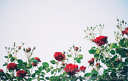 빨간장미- 꽃말- 뜻-역사-장미수-종류-연인-꽃화단