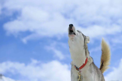 개가 짖는 이유