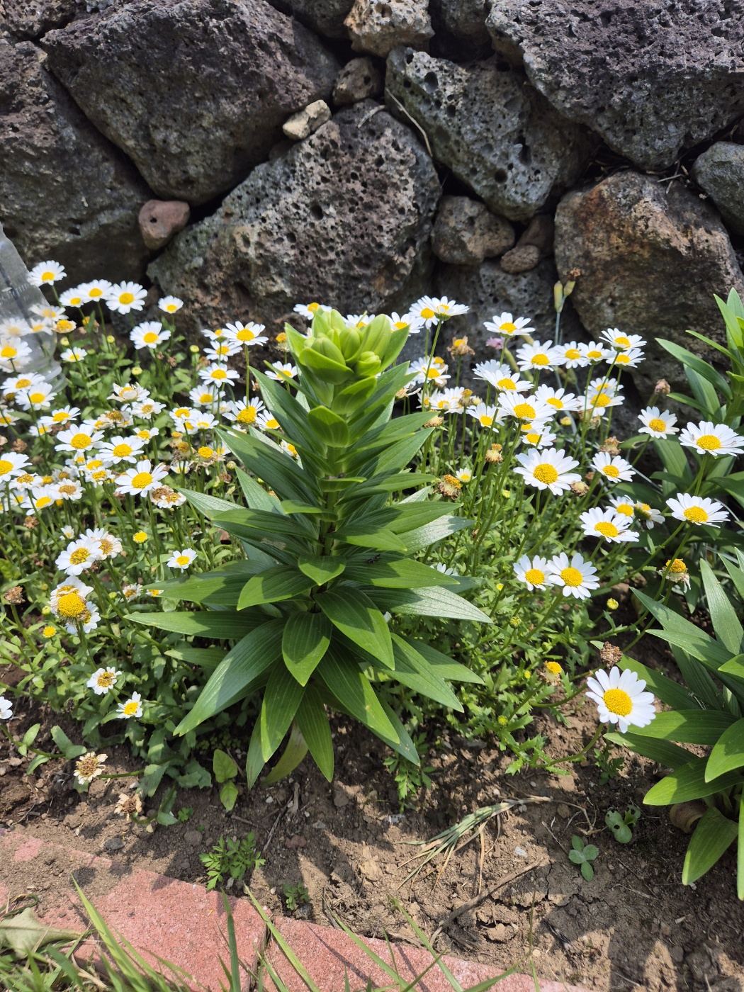 2025년 건강보험료 환급금 대상 확인법