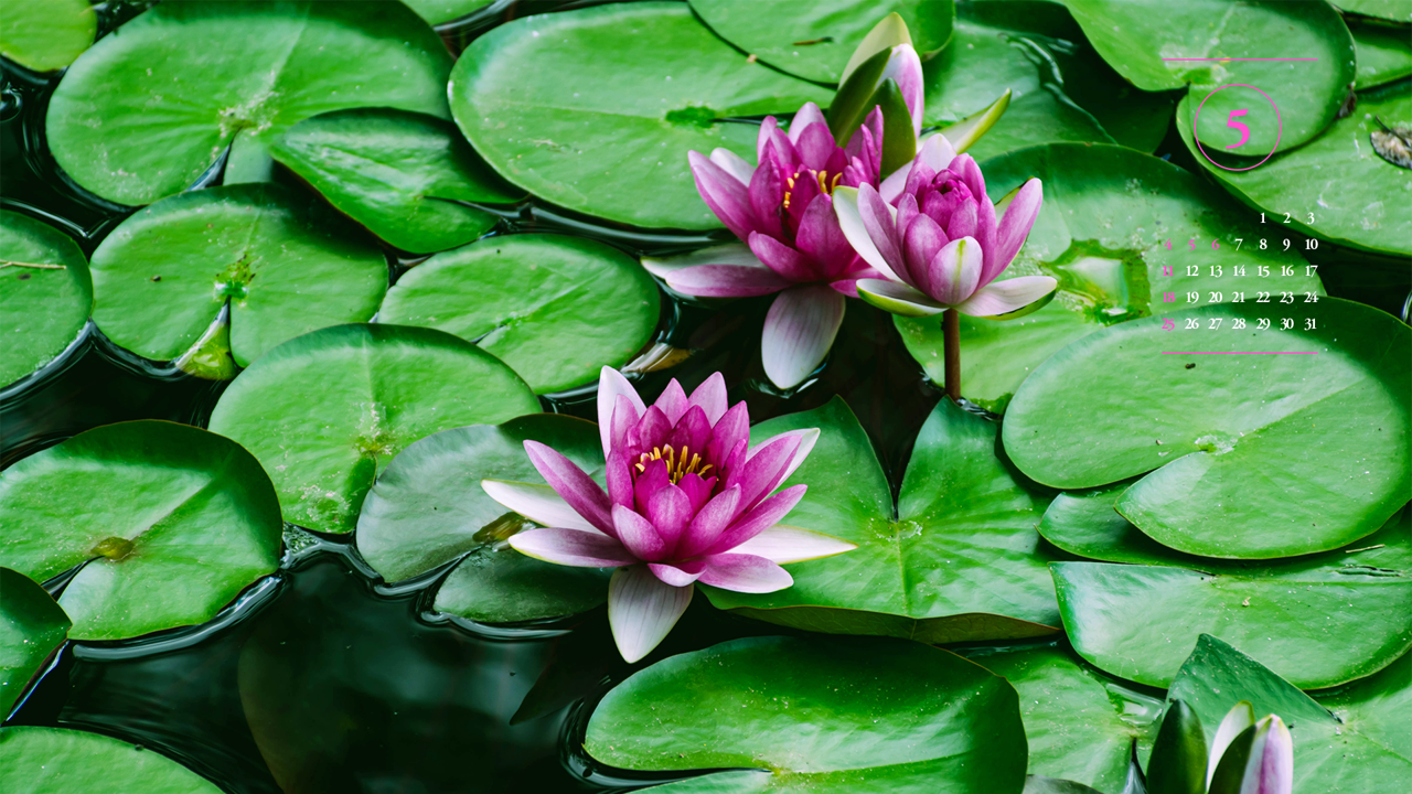 07 핑크색 수련꽃 A - 2025년5월 노트북배경화면