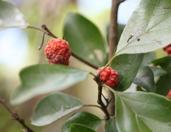 붉게-익은-꾸지뽕-열매