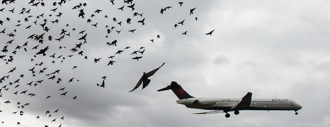 버드스트라이크(bird strike) 뜻과 의미