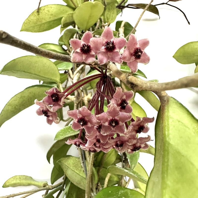 호야 키우기 수경재배 꽃피우기 물주기 꽃말