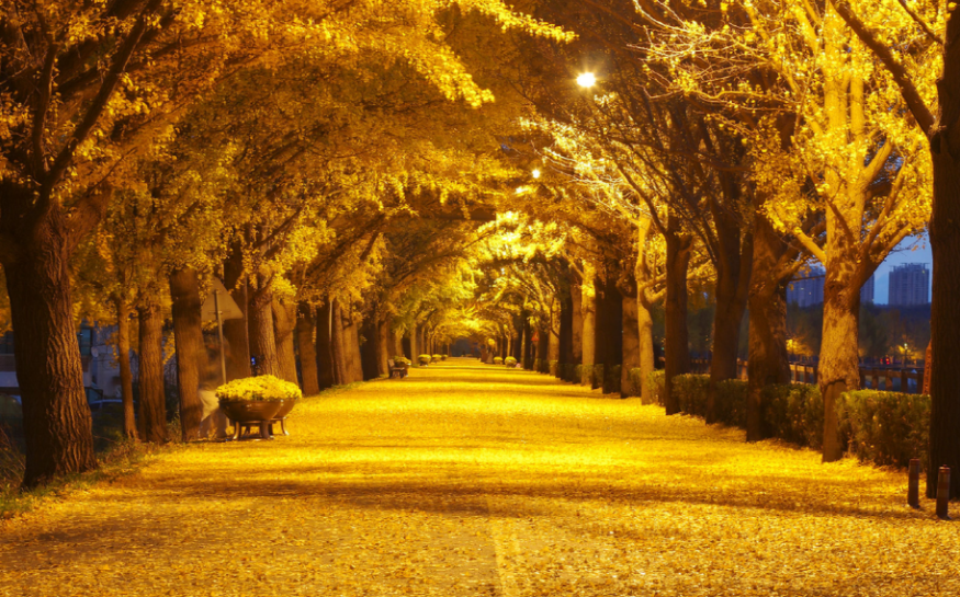 아산은행나무길 축제가는길 일정