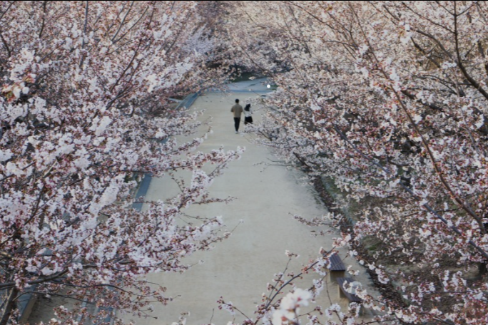 서울 벚꽃놀이 명소들