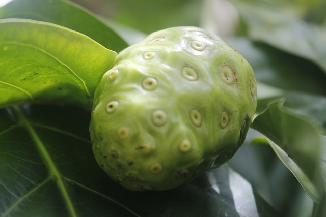 노니효능 노니 부작용